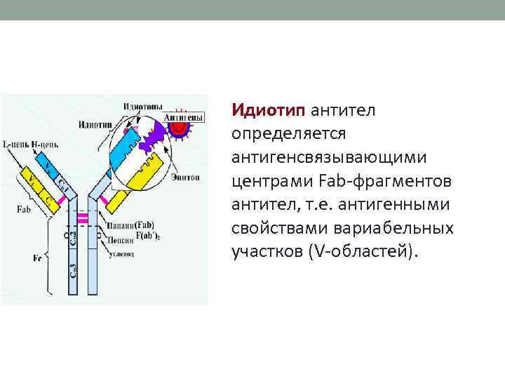 Идиотип антител определяется антигенсвязывающими центрами Fab-фрагментов антител, т. е. антигенными свойствами вариабельных участков (V-областей).