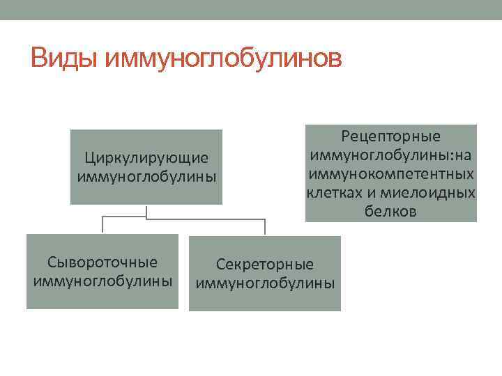 Виды иммуноглобулинов Циркулирующие иммуноглобулины Сывороточные иммуноглобулины Рецепторные иммуноглобулины: на иммунокомпетентных клетках и миелоидных белков