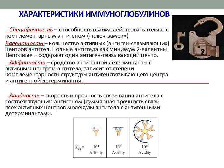  ХАРАКТЕРИСТИКИ ИММУНОГЛОБУЛИНОВ Специфичность – способность взаимодействовать только с комплементарным антигеном ( «ключ-замок» )