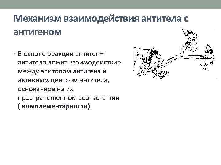 Механизм взаимодействия антитела с антигеном • В основе реакции антиген– антитело лежит взаимодействие между