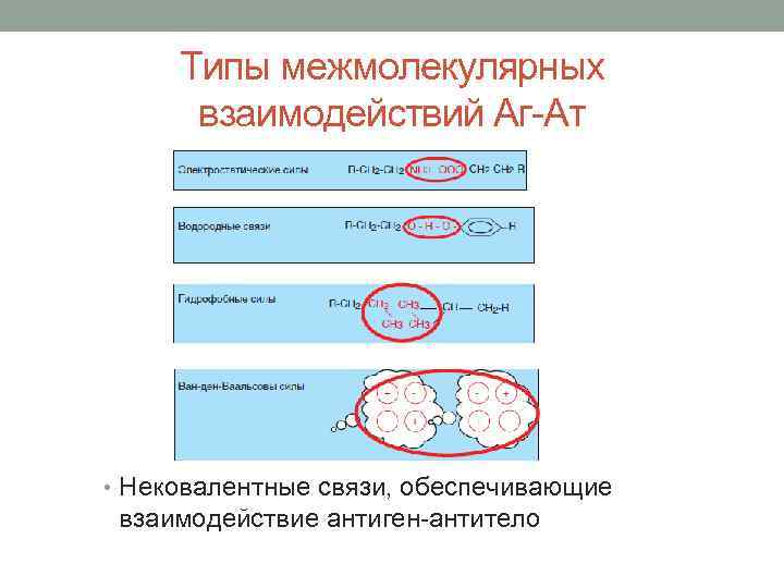 Типы межмолекулярных взаимодействий Аг-Ат • Нековалентные связи, обеспечивающие взаимодействие антиген-антитело 