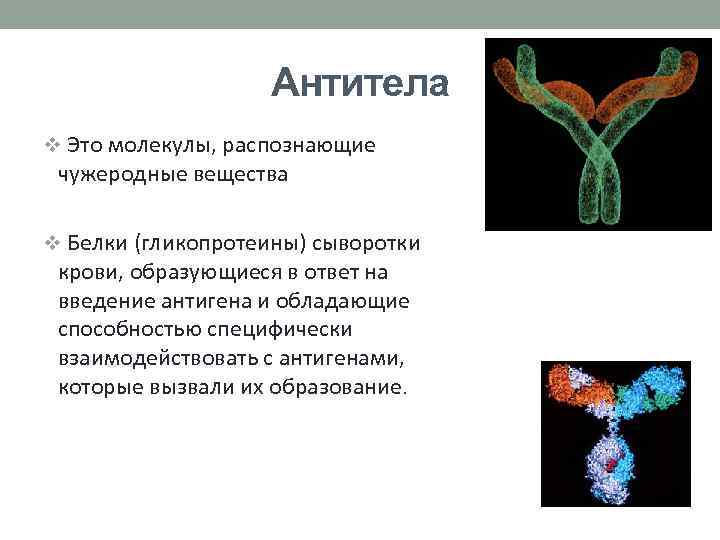 Антитела v Это молекулы, распознающие чужеродные вещества v Белки (гликопротеины) сыворотки крови, образующиеся в