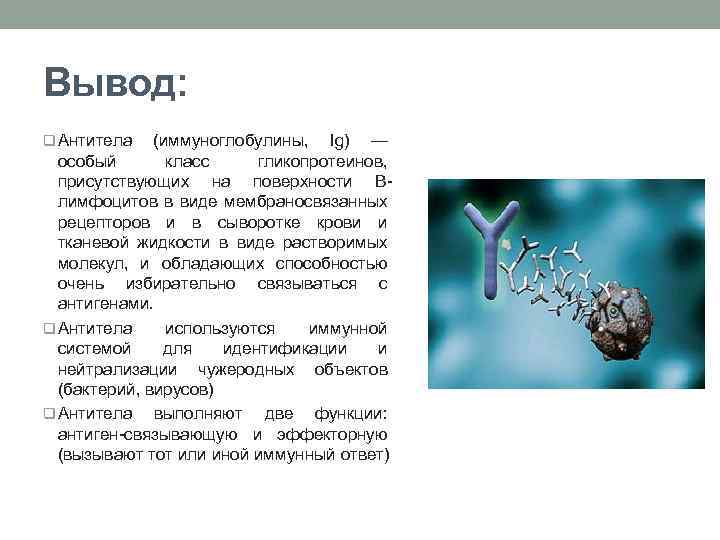 Вывод: q Антитела (иммуноглобулины, Ig) — особый класс гликопротеинов, присутствующих на поверхности Bлимфоцитов в