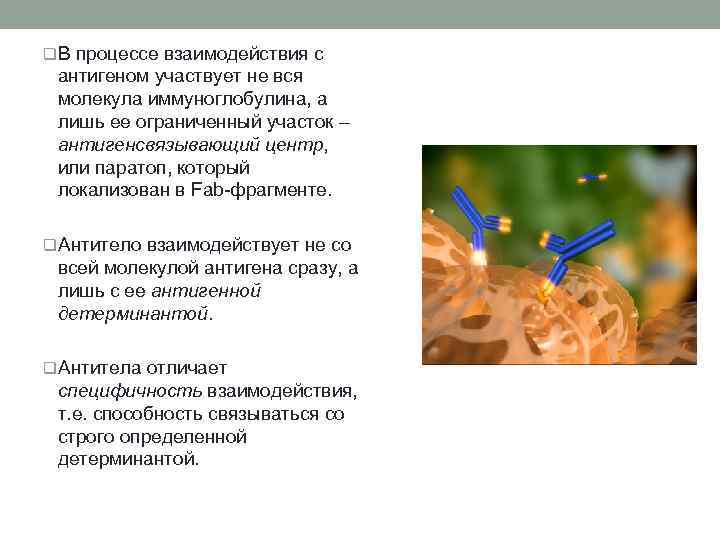 q. В процессе взаимодействия с антигеном участвует не вся молекула иммуноглобулина, а лишь ее