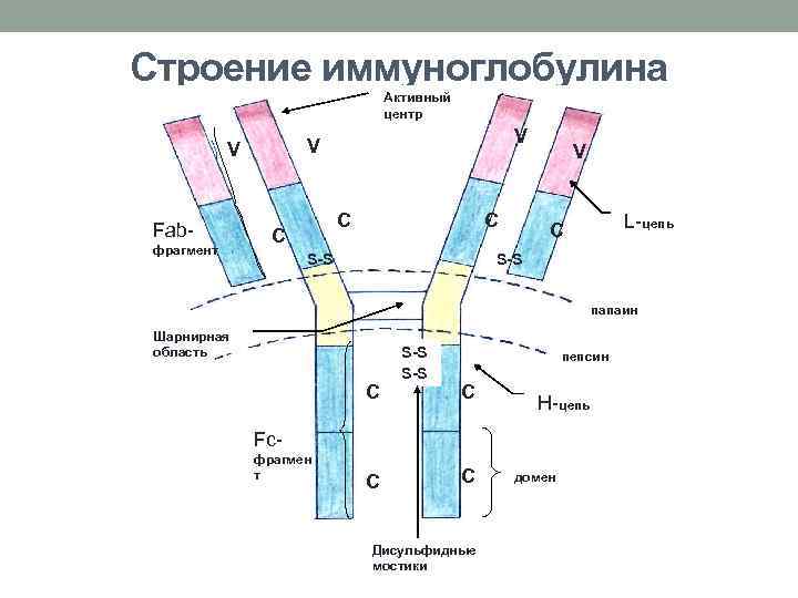 Строение иммуноглобулина Активный центр Fabфрагмент V V V С С С S-S V L-цепь