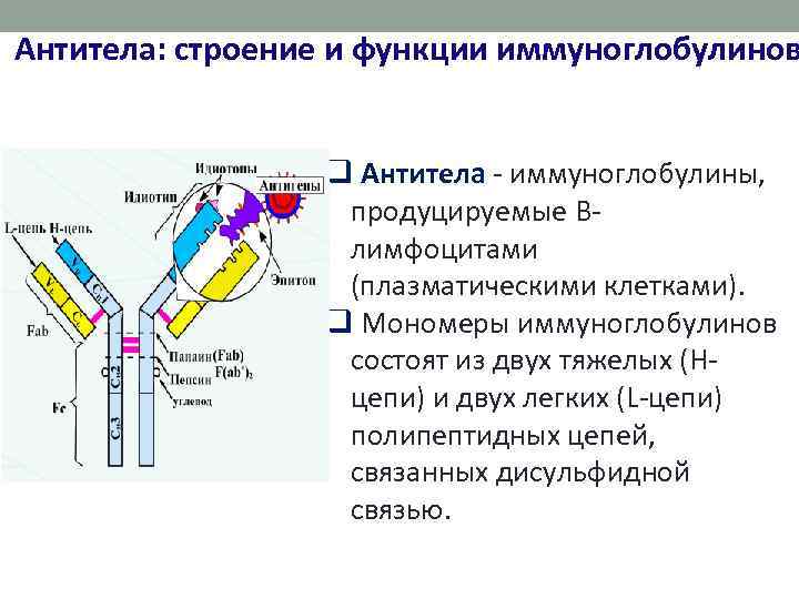 Антитела: строение и функции иммуноглобулинов q Антитела - иммуноглобулины, продуцируемые Влимфоцитами (плазматическими клетками). q