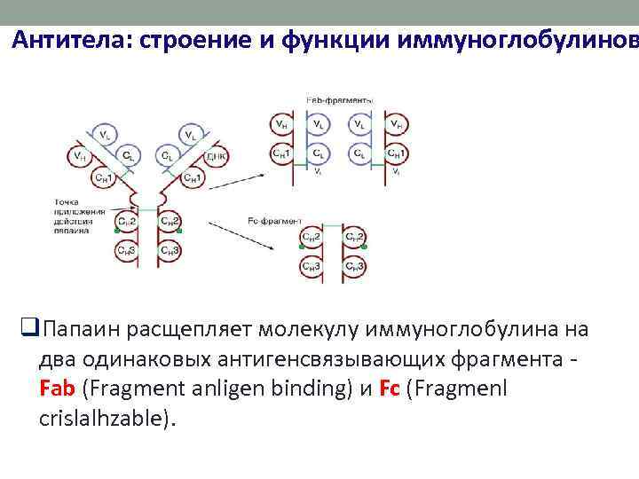 Антитела: строение и функции иммуноглобулинов q. Папаин расщепляет молекулу иммуноглобулина на два одинаковых антигенсвязывающих