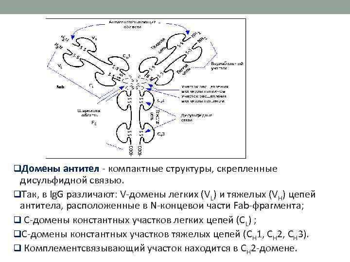 q. Домены антител - компактные структуры, скрепленные дисульфидной связью. q. Так, в Ig. G