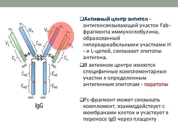 q. Активный центр антител - антигенсвязывающий участок Fabфрагмента иммуноглобулина, образованный гипервариабельными участками Н -