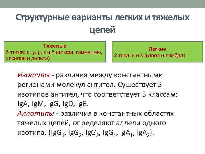 Структурные варианты легких и тяжелых цепей Тяжелые 5 типов: α, γ, μ, ε и