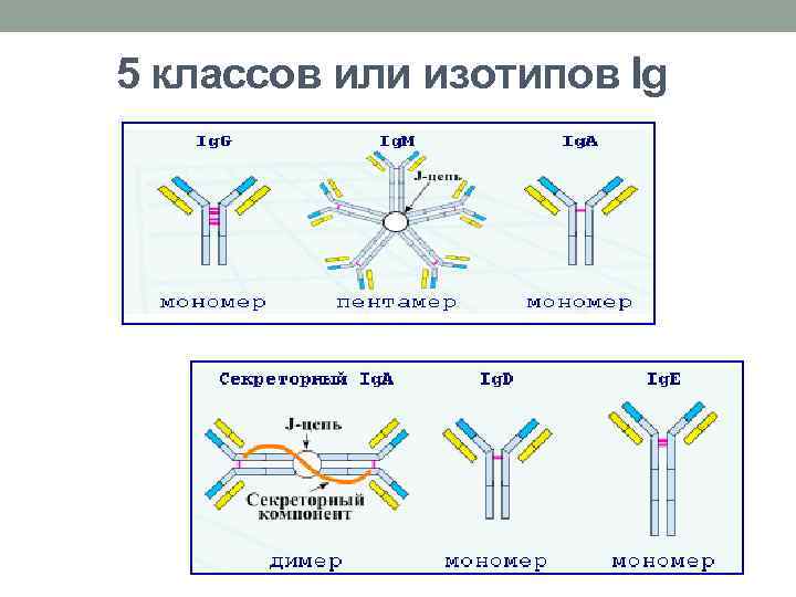 5 классов или изотипов Ig 