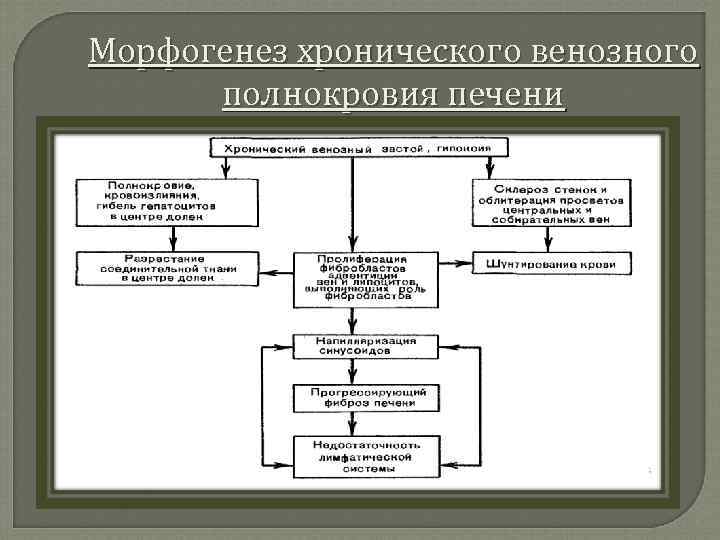 Морфогенез хронического венозного полнокровия печени 