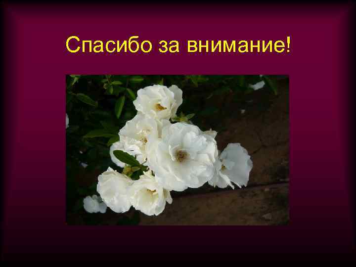 Спасибо за внимание! 