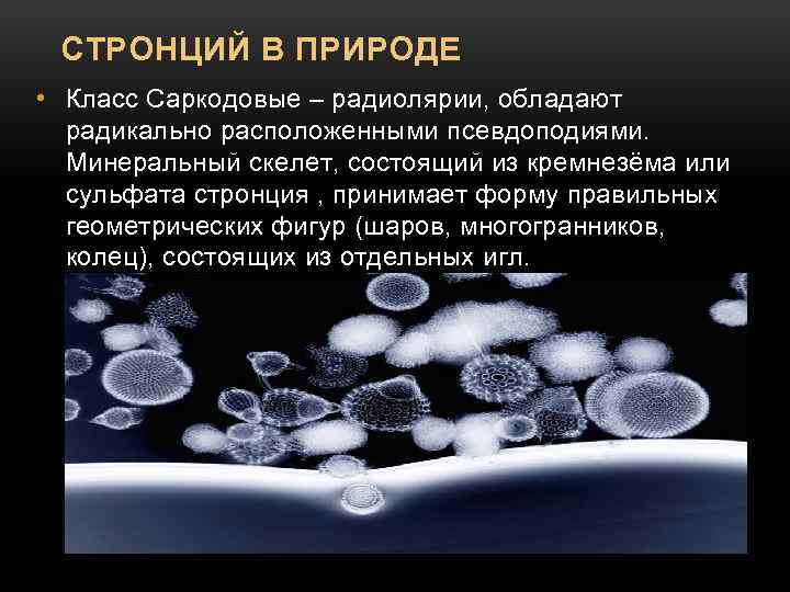 СТРОНЦИЙ В ПРИРОДЕ • Класс Саркодовые – радиолярии, обладают радикально расположенными псевдоподиями. Минеральный скелет,