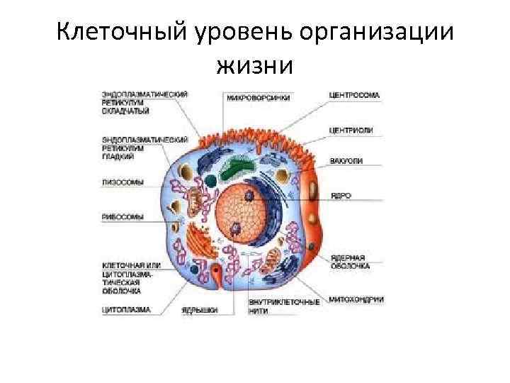 Клеточный уровень организации жизни 