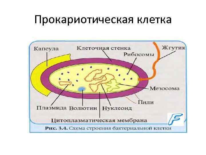 Прокариотическая клетка 