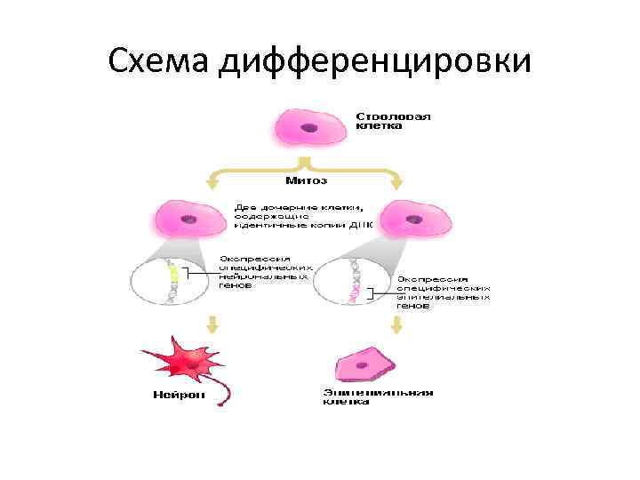 Схема дифференцировки 