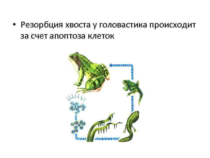  • Резорбция хвоста у головастика происходит за счет апоптоза клеток 