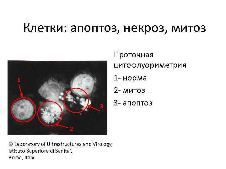 Клетки: апоптоз, некроз, митоз 1 3 Проточная цитофлуориметрия 1 - норма 2 - митоз