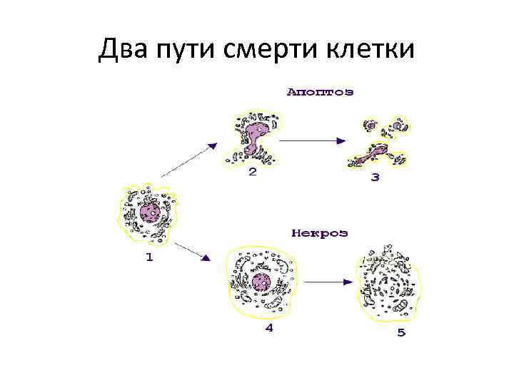 Два пути смерти клетки 