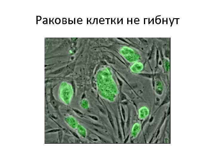 Раковые клетки не гибнут 