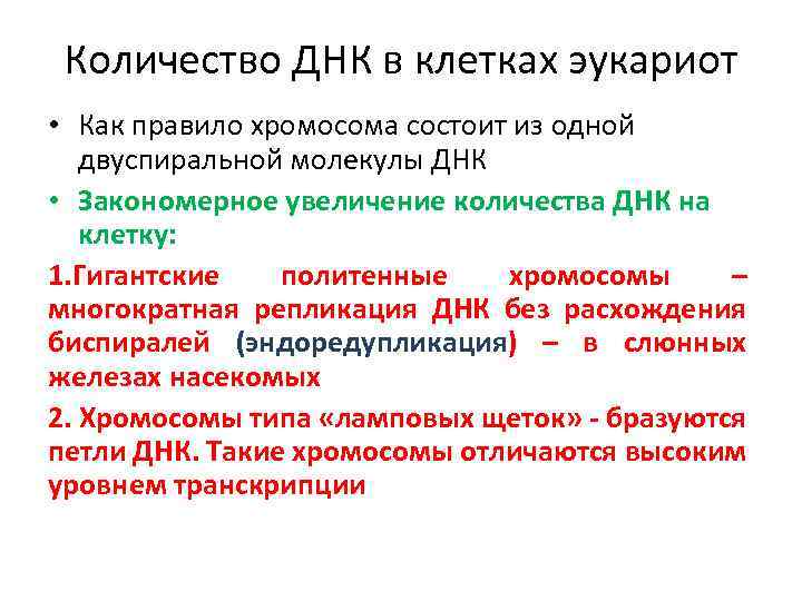 Количество ДНК в клетках эукариот • Как правило хромосома состоит из одной двуспиральной молекулы