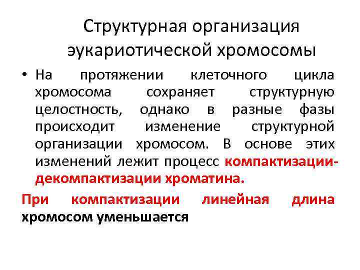 Структурная организация эукариотической хромосомы • На протяжении клеточного цикла хромосома сохраняет структурную целостность, однако