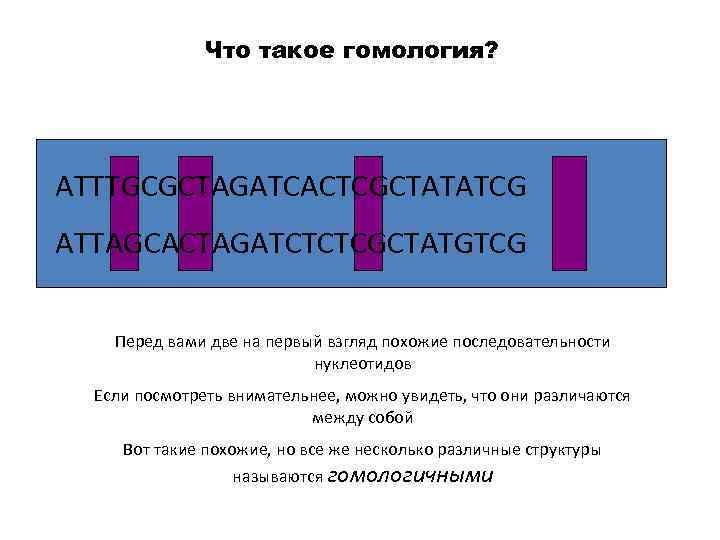 Что такое гомология? ATTTGCGCTAGATCACTCGCTATATCG ATTAGCACTAGATCTCTCGCTATGTCG Перед вами две на первый взгляд похожие последовательности нуклеотидов