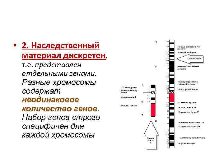  • 2. Наследственный материал дискретен, т. е. представлен отдельными генами. Разные хромосомы содержат