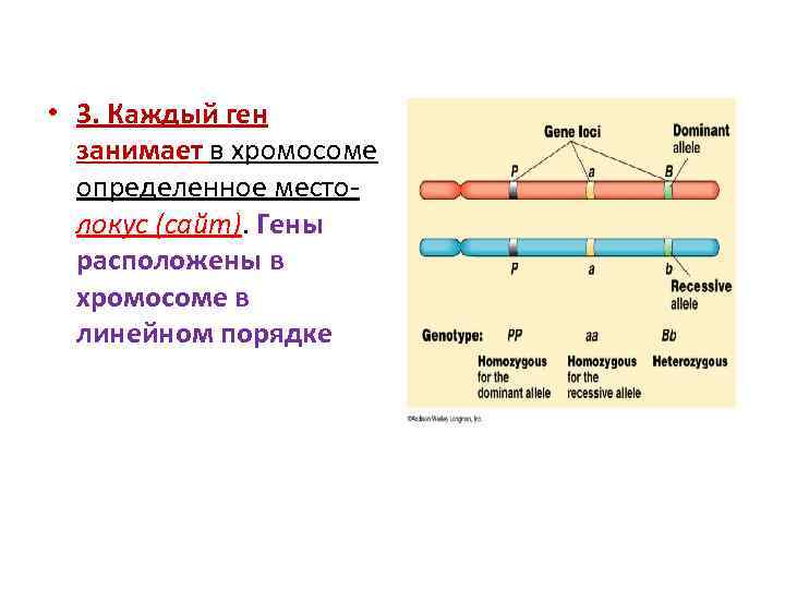  • 3. Каждый ген занимает в хромосоме определенное место- локус (сайт). Гены расположены