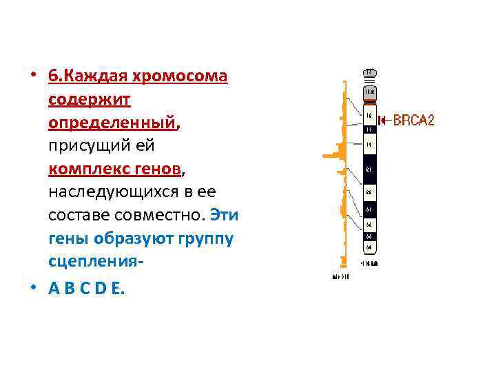  • 6. Каждая хромосома содержит определенный, присущий ей комплекс генов, наследующихся в ее