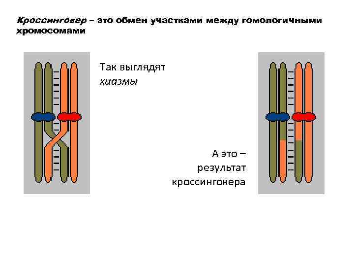 Обмен участками гомологичных хромосом. Хиазмы кроссинговер. Кроссинговер это обмен участками. Результат кроссинговера. Обмен участками между гомологичными хромосомами.