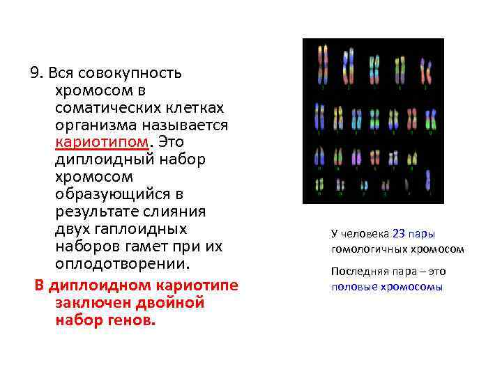 Гаплоидный набор хромосом клетки образуется в результате