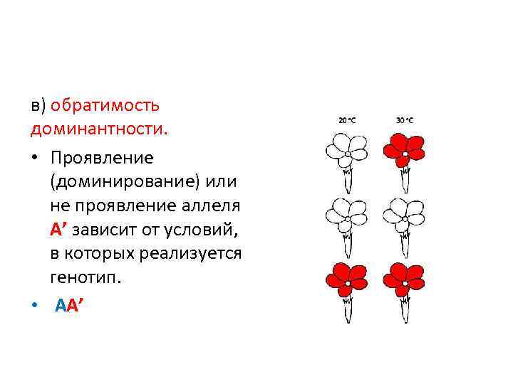 в) обратимость доминантности. • Проявление (доминирование) или не проявление аллеля А’ зависит от условий,