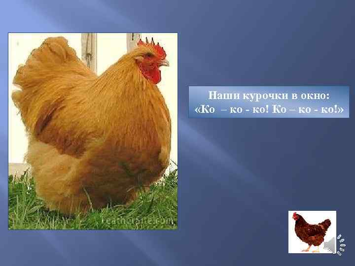 Наши курочки в окно: «Ко – ко - ко!» 