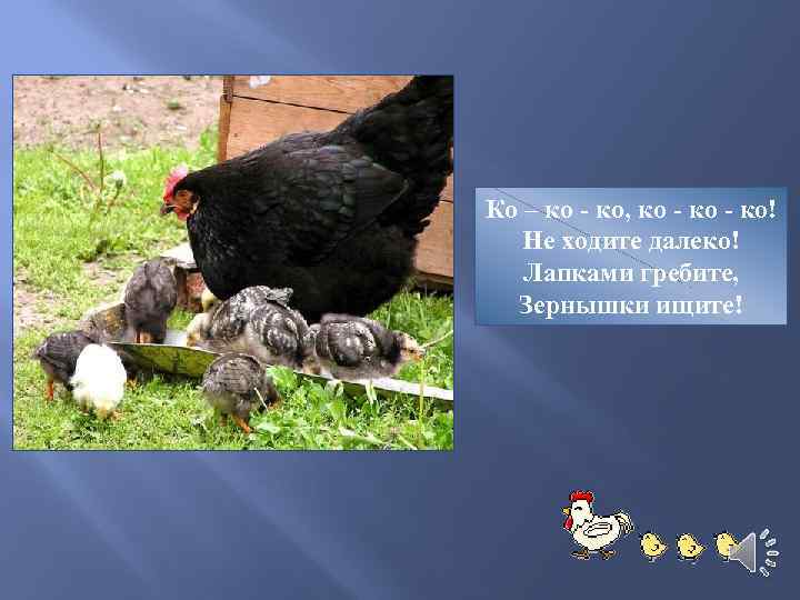 Ко – ко - ко, ко - ко! Не ходите далеко! Лапками гребите, Зернышки