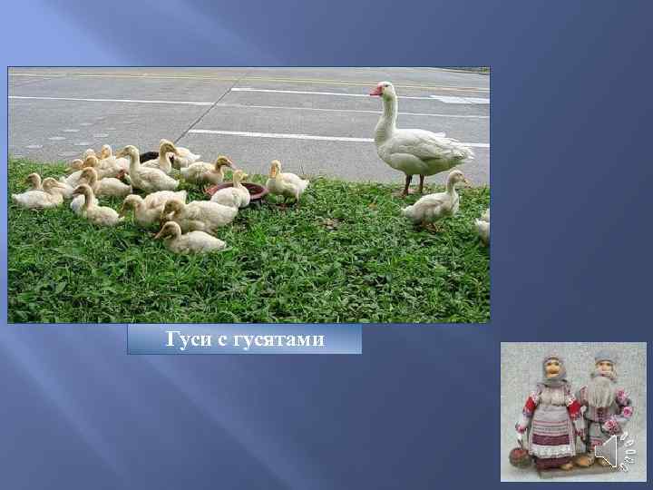 Гуси с гусятами 