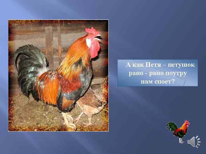 А как Петя – петушок рано - рано поутру нам споет? 