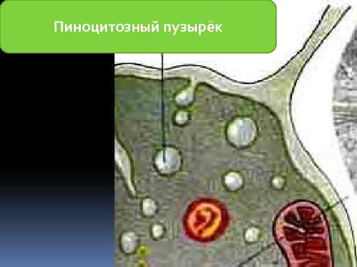 Пиноцитозные пузырьки. Строение пиноцитозного пузырька клетки. Пиноцитозные пузырьки строение. Пиноцитозный пузырек строение. Пиноцитозный пузырек строение и функции.