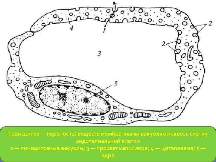 Трансцитоз — перенос (1) веществ мембранными вакуолями сквозь стенку эндотелиальной клетки 2 — пиноцитозные