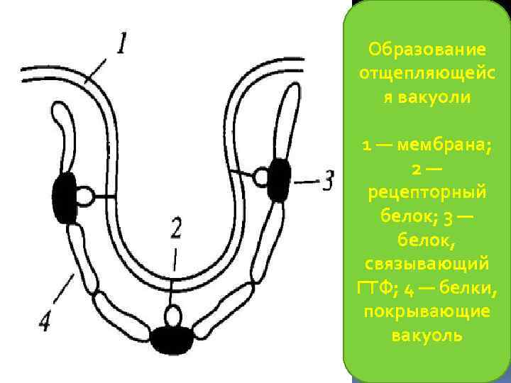 Образование отщепляющейс я вакуоли 1 — мембрана; 2— рецепторный белок; 3 — белок, связывающий