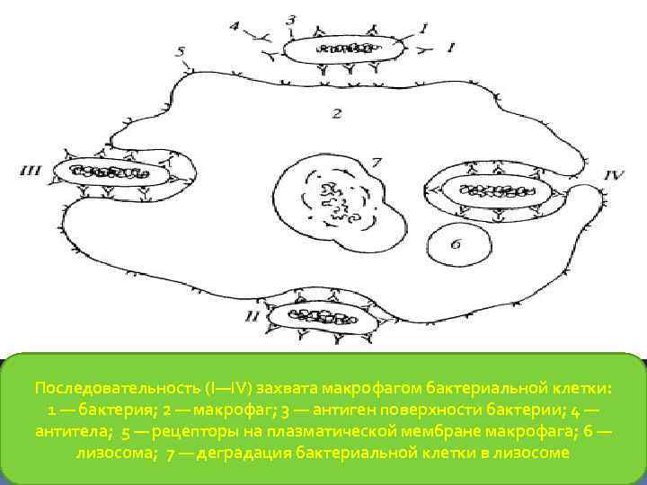 Последовательность (I—IV) захвата макрофагом бактериальной клетки: 1 — бактерия; 2 — макрофаг; 3 —