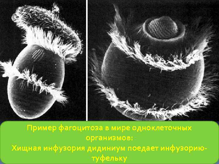Пример фагоцитоза в мире одноклеточных организмов: Хищная инфузория дидиниум поедает инфузориютуфельку 