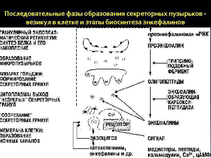 Последовательные фазы образования секреторных пузырьков везикул в клетке и этапы биосинтеза энкефалинов 