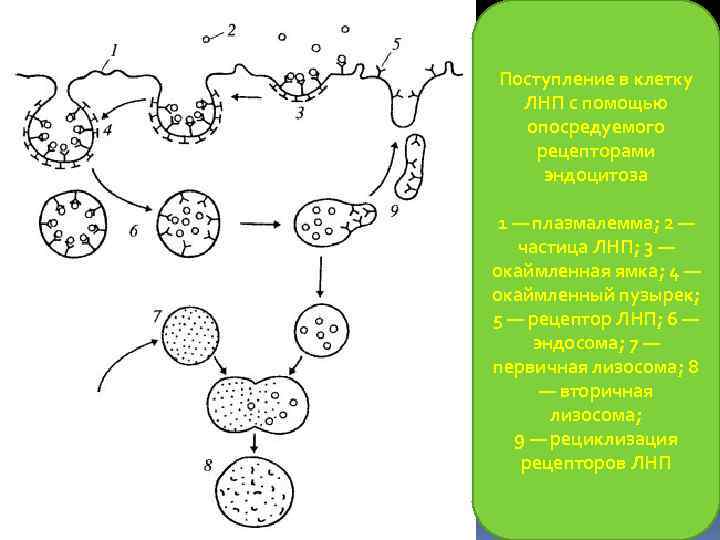 Поступление в клетку ЛНП с помощью опосредуемого рецепторами эндоцитоза 1 — плазмалемма; 2 —