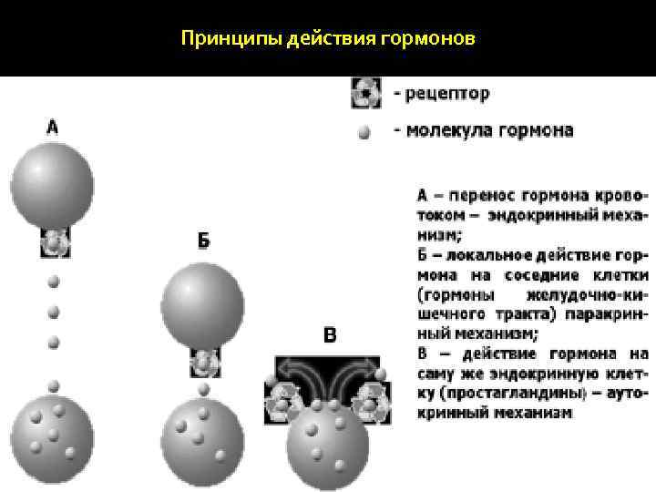 Принципы действия гормонов 