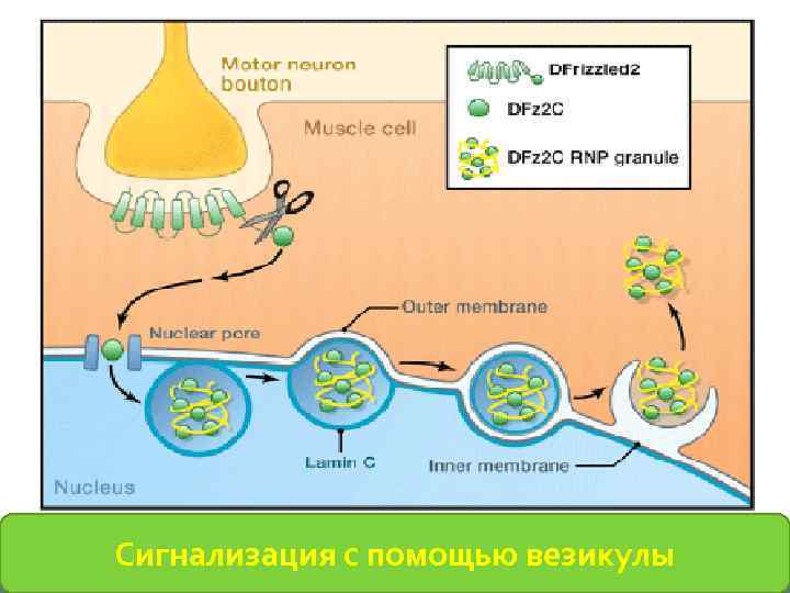 Сигнализация с помощью везикулы 