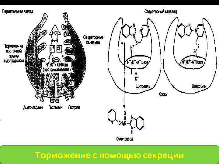 Торможение с помощью секреции 