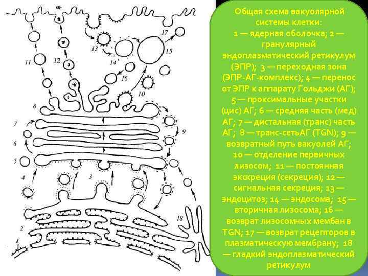 Общая схема вакуолярной системы клетки: 1 — ядерная оболочка; 2 — гранулярный эндоплазматический ретикулум