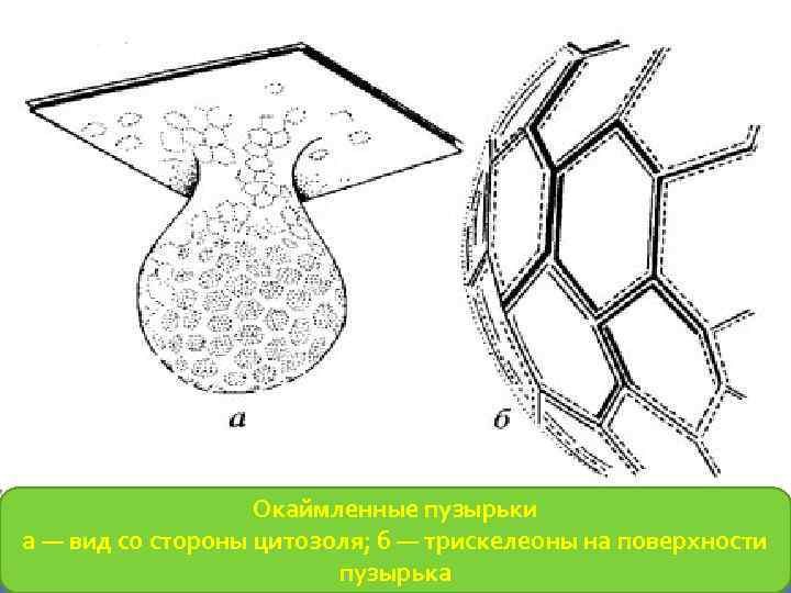Окаймленные пузырьки а — вид со стороны цитозоля; б — трискелеоны на поверхности пузырька